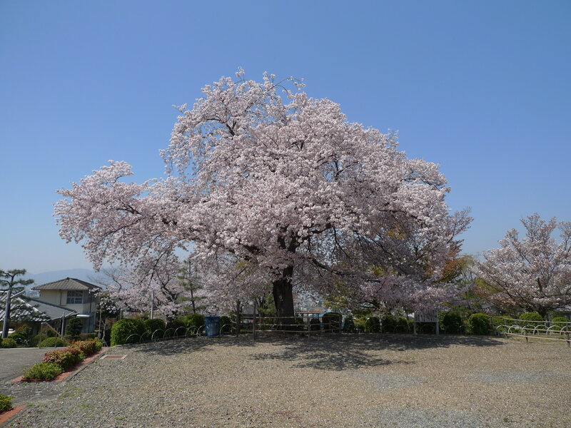 Cherry blossom tree in full bloom