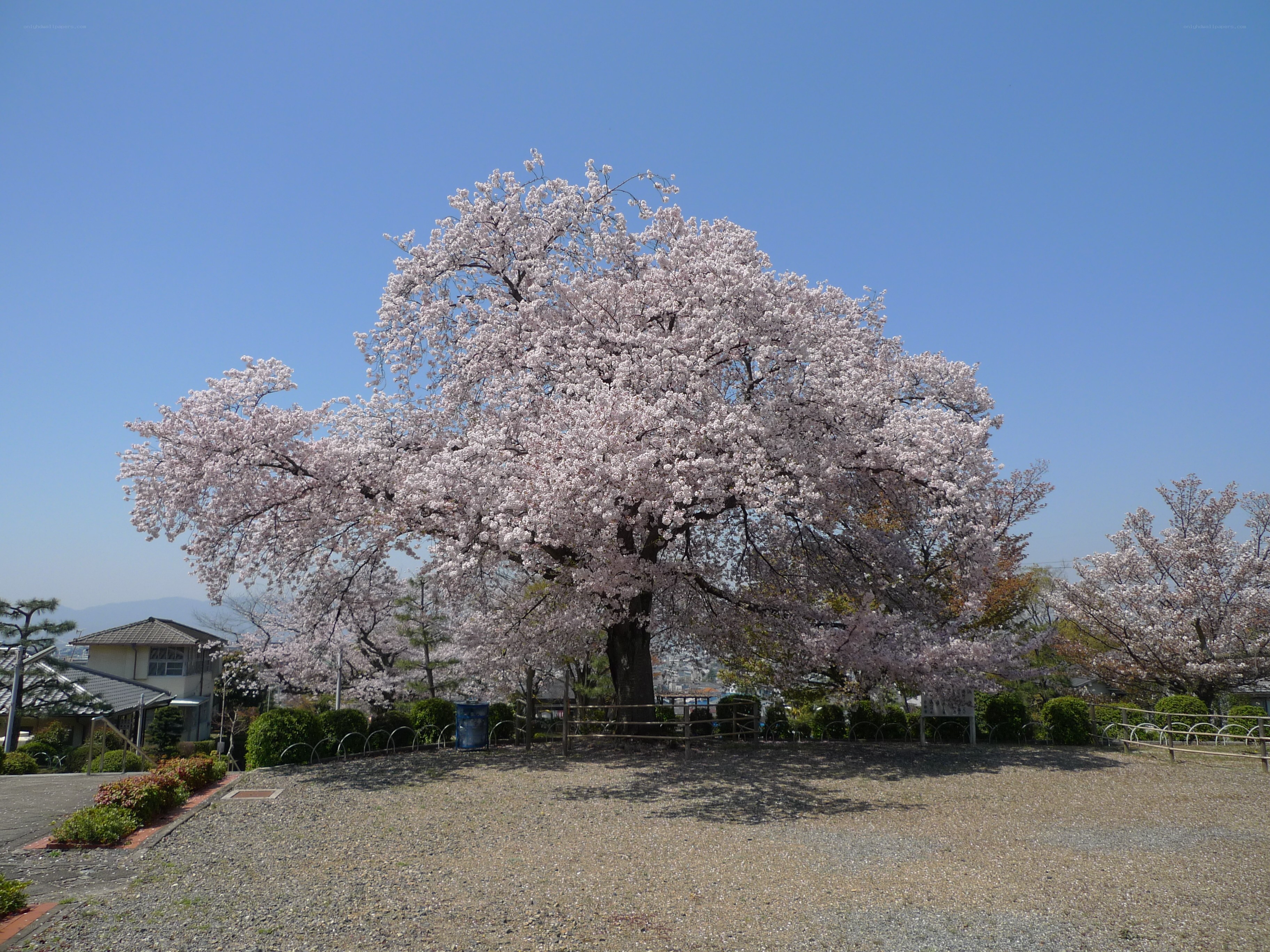 Cherry blossom tree in full bloom