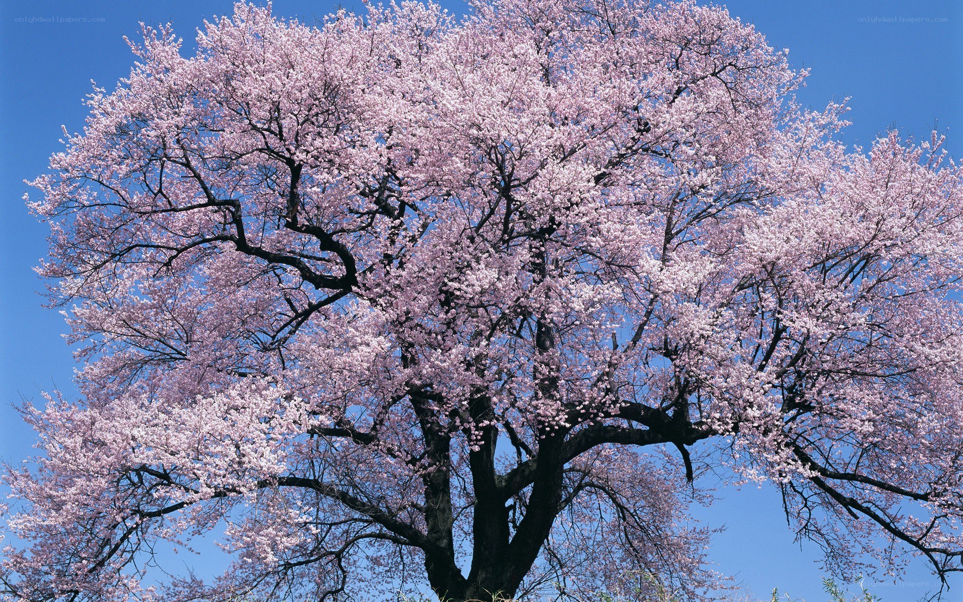 Cherry blossom tree in full bloom