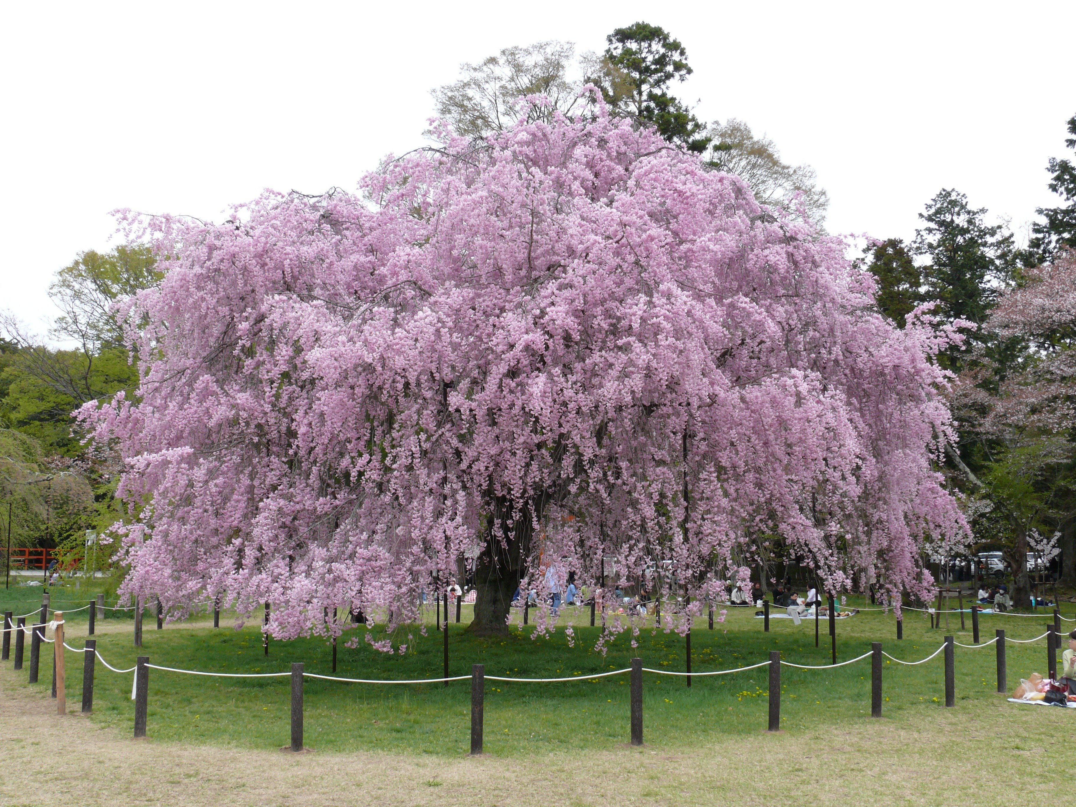 Cherry blossom tree in full bloom