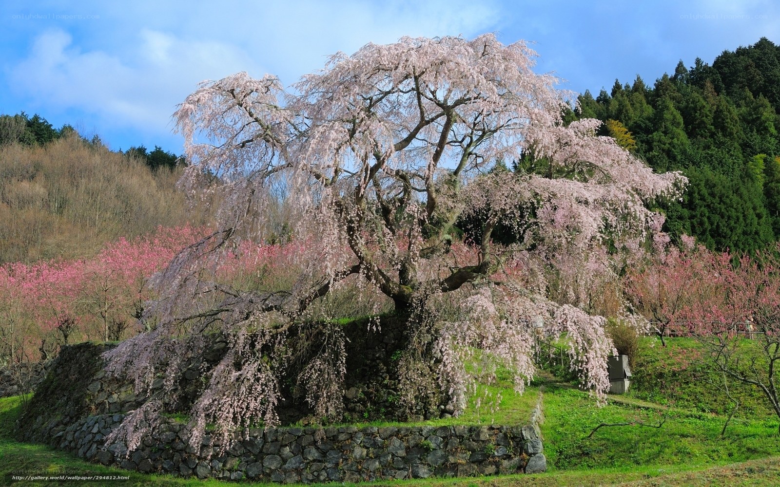 Cherry blossom tree in full bloom