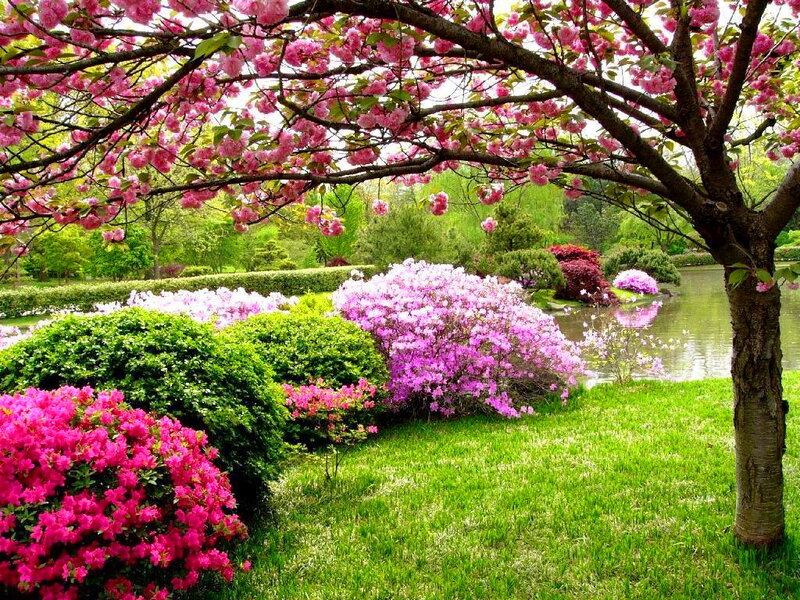 Cherry Blossom Tree in Garden — Pink