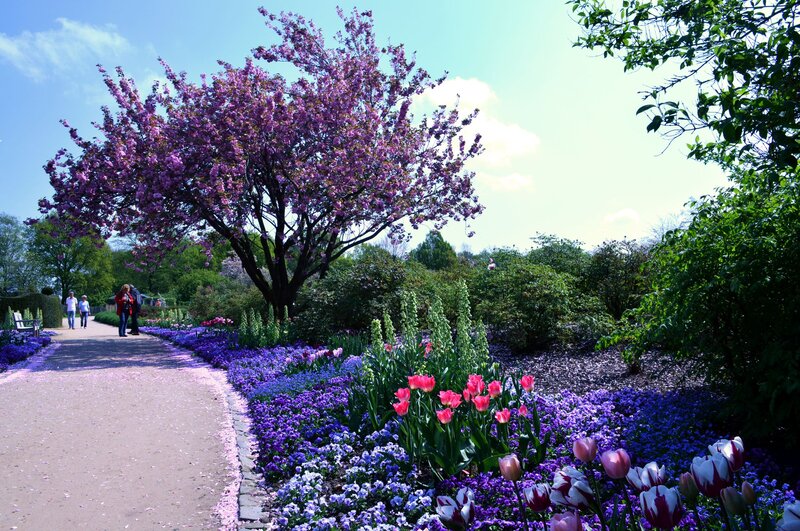 Cherry Blossom Tree in Garden