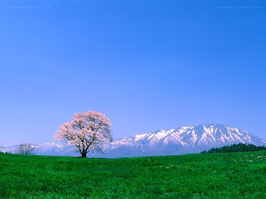 Cherry blossom tree in green field