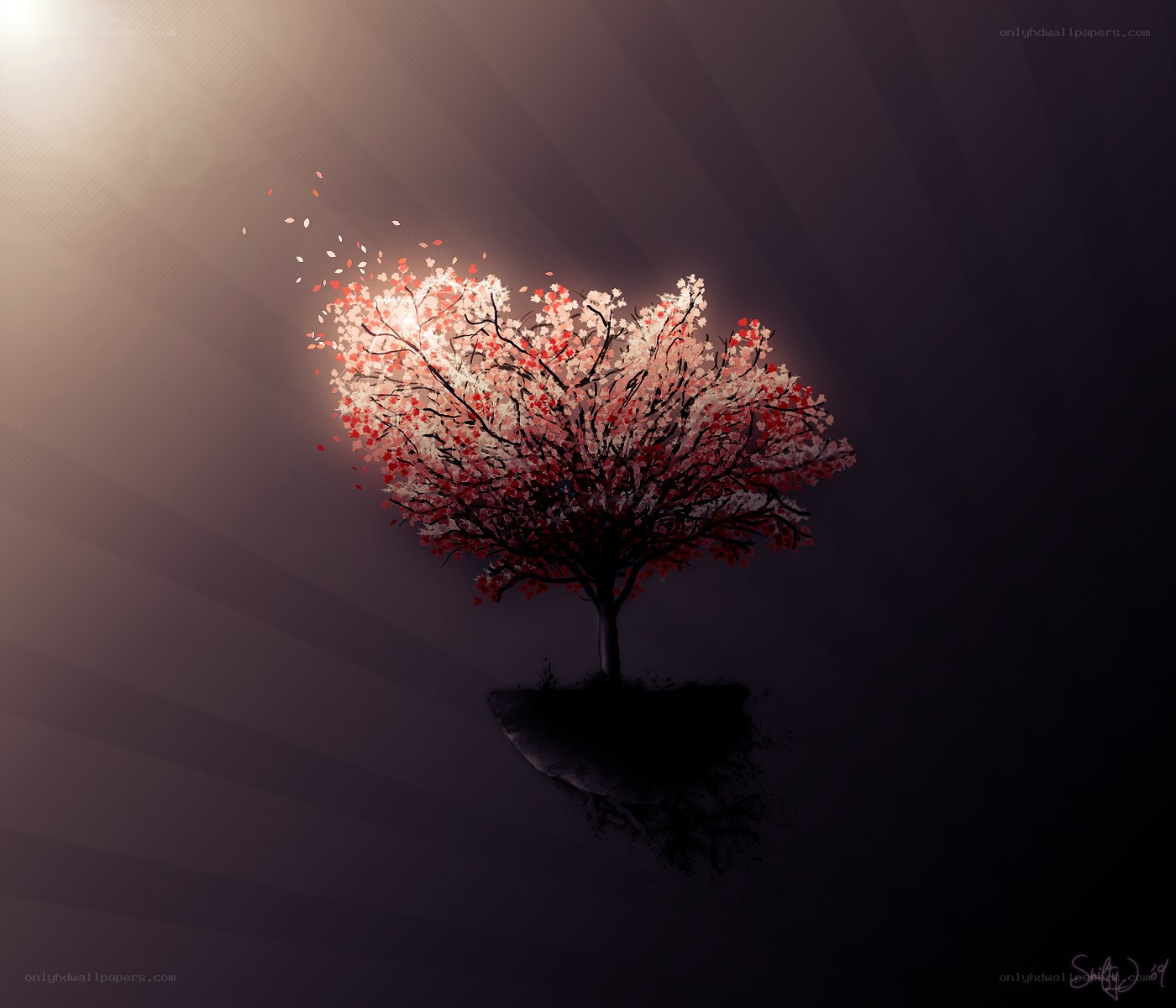 Cherry blossom tree in light