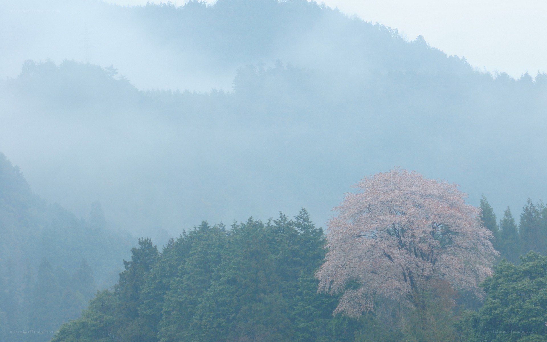 Cherry blossom tree in misty mountains