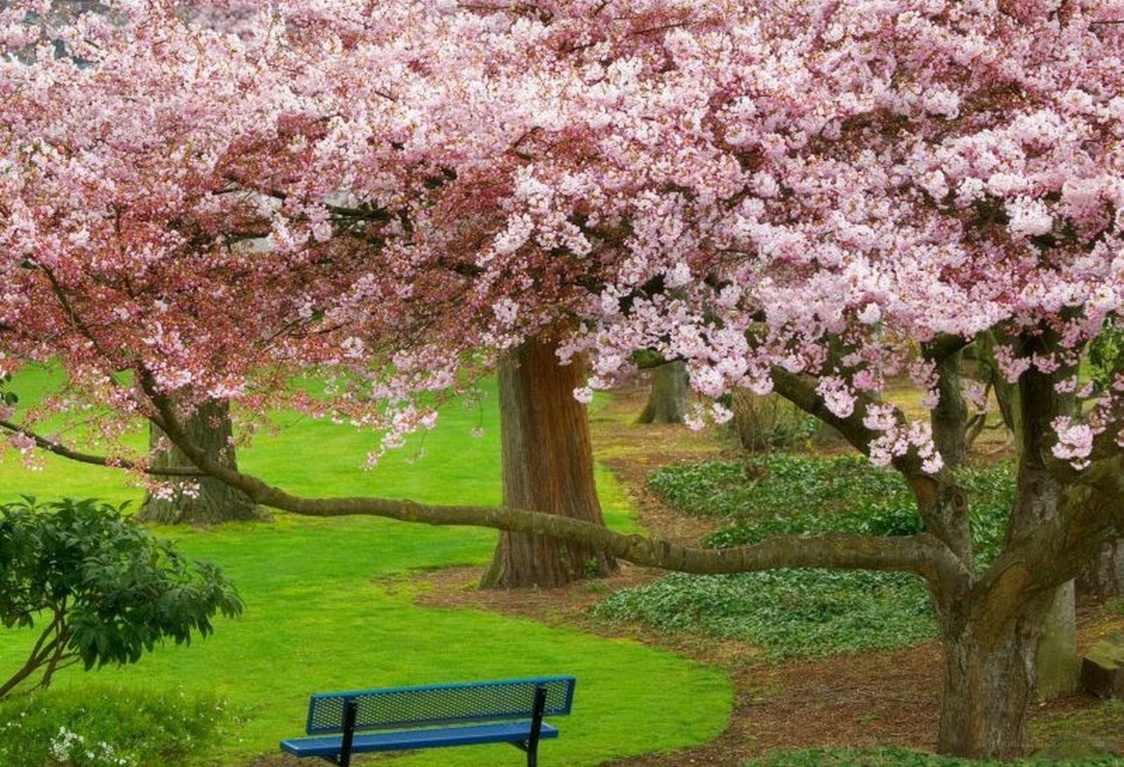 Cherry blossom tree in park