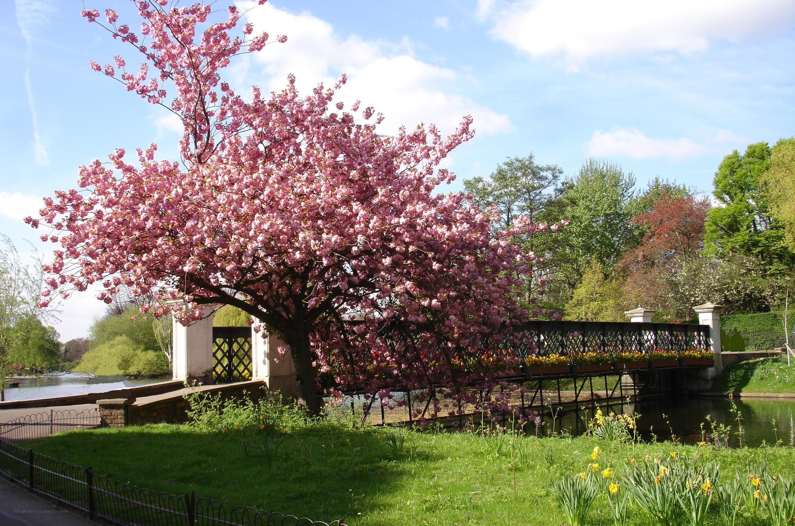 Cherry blossom tree in park
