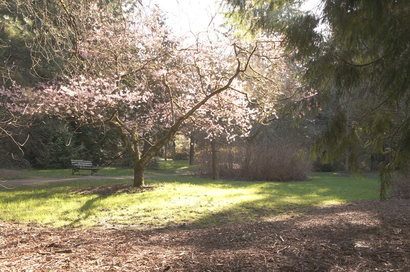 Cherry Blossom Tree in Park — Green, Serene