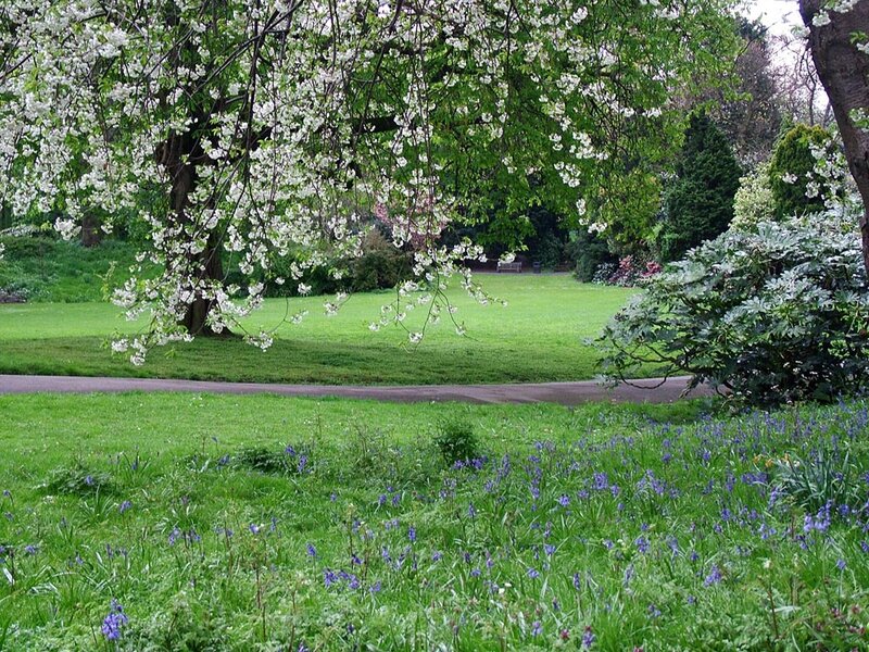 Cherry Blossom Tree in Park — Green
