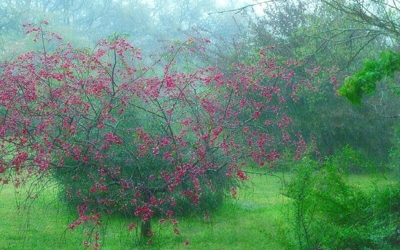 Cherry blossom tree in rain