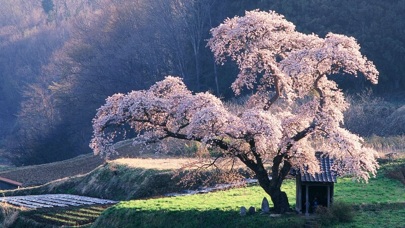 Cherry blossom tree in rural Japan