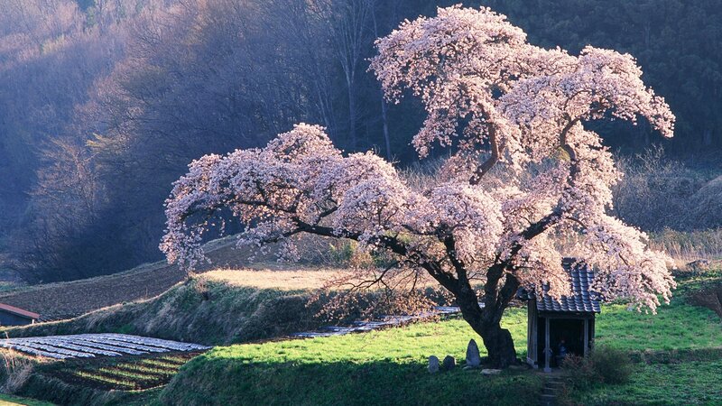 Cherry blossom tree in rural Japan