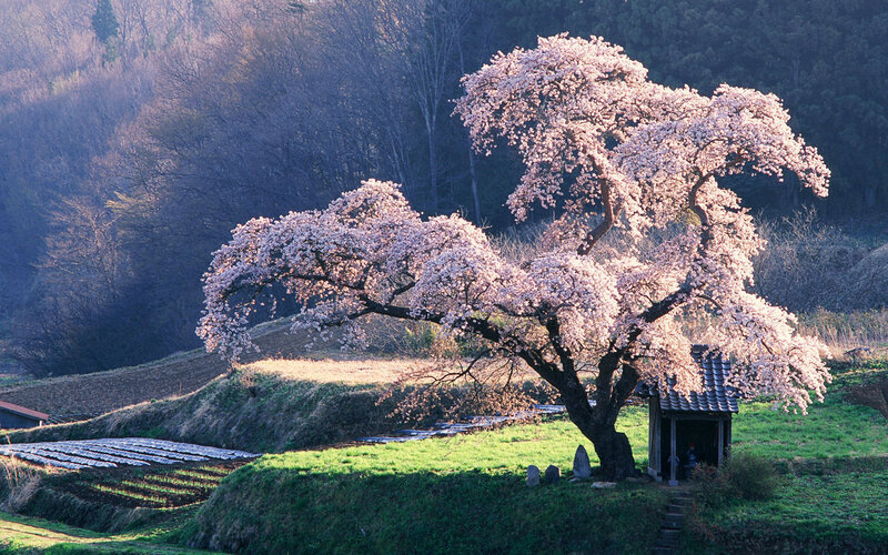 Cherry blossom tree in rural Japan