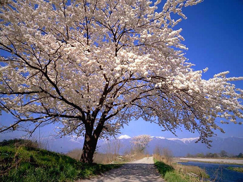 Cherry blossom tree in spring