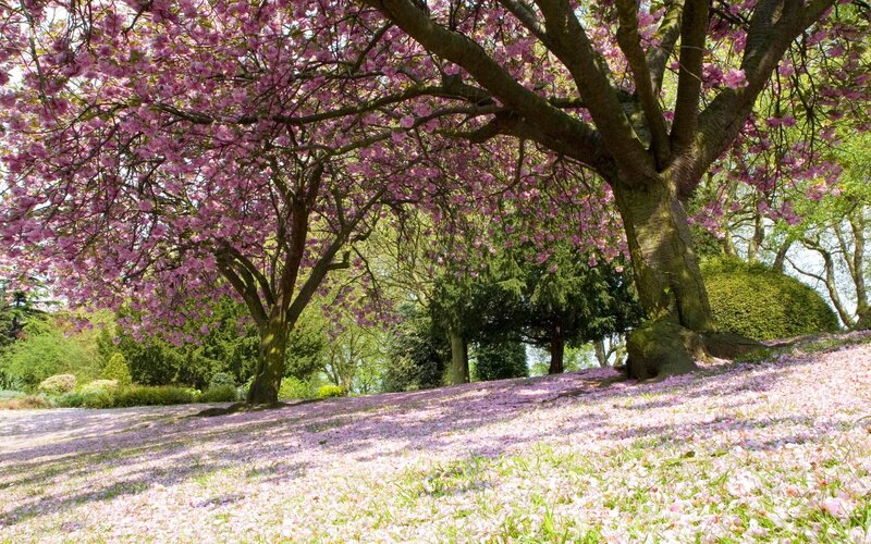 Cherry blossom tree in spring