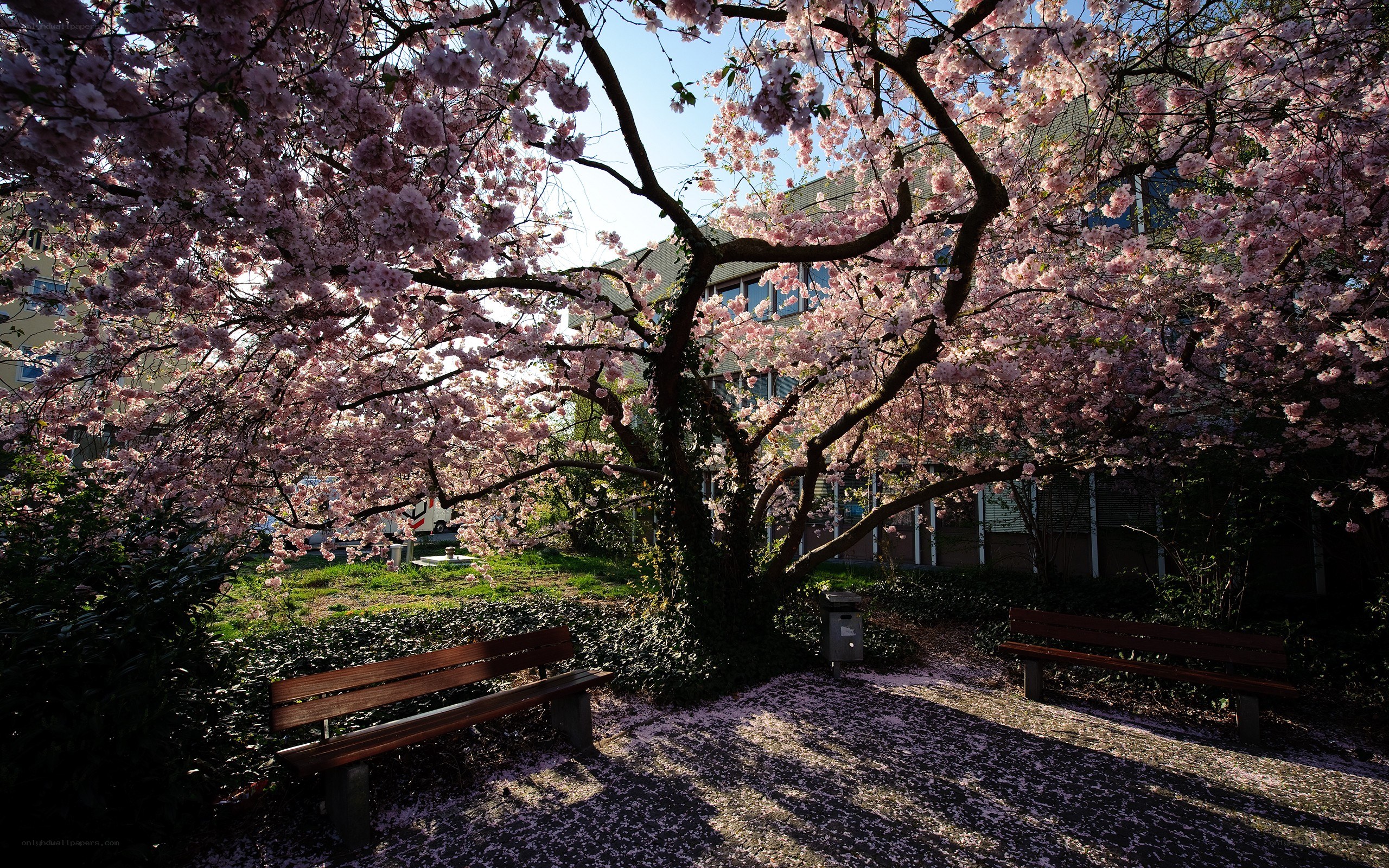Cherry blossom tree in spring