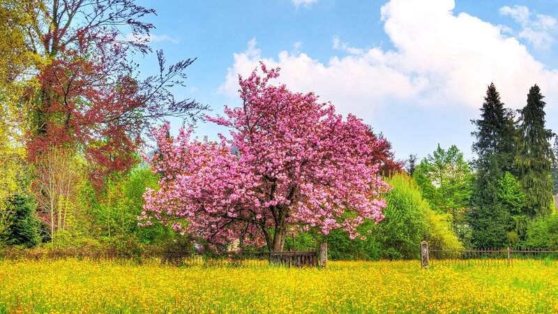 Cherry blossom tree in spring