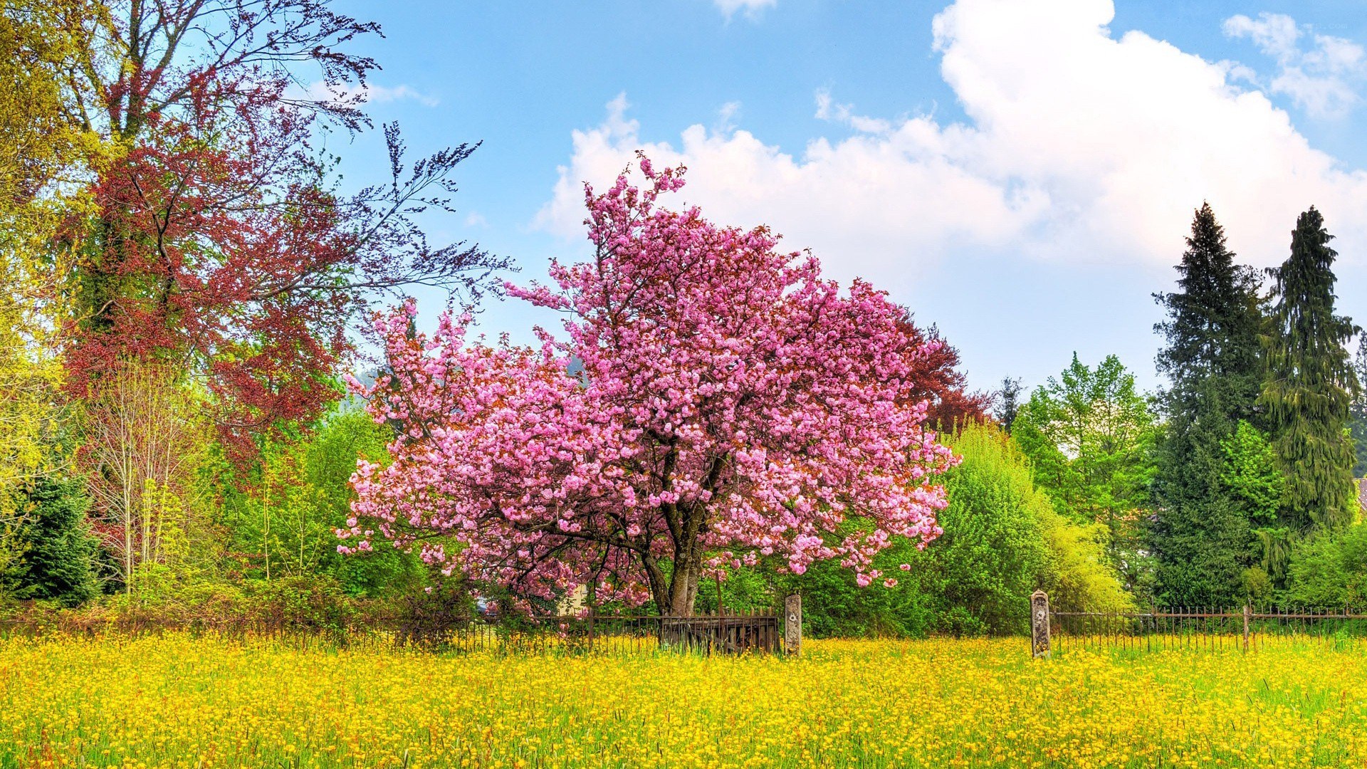 Cherry blossom tree in spring