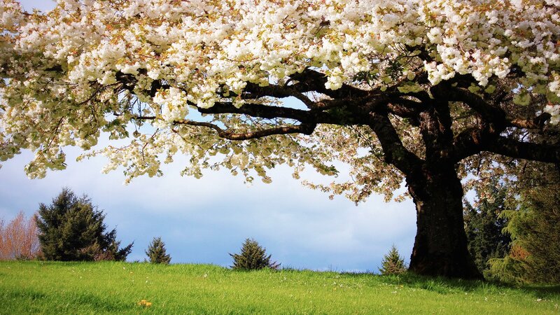 Cherry blossom tree in spring