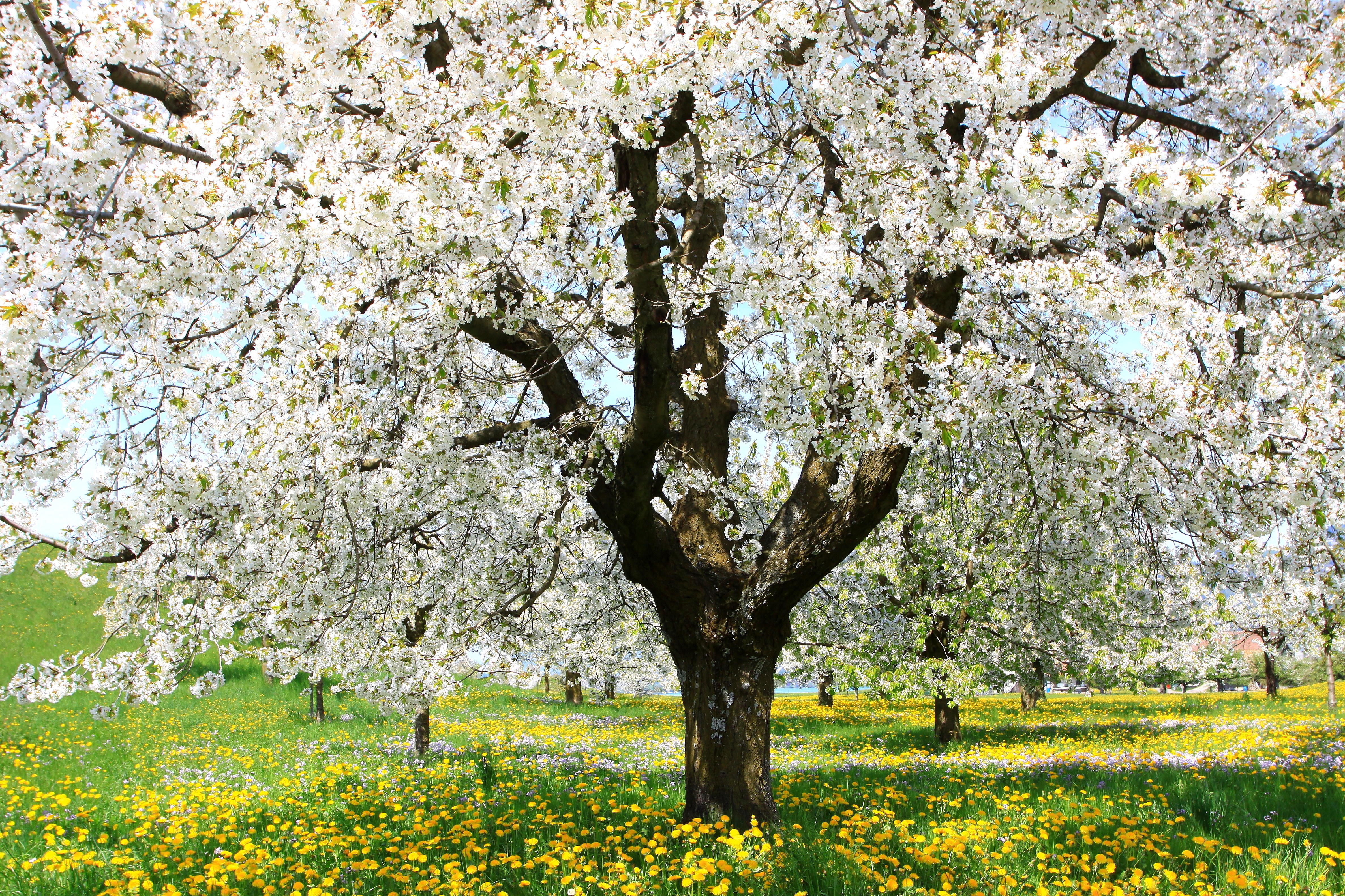 Cherry blossom tree in spring
