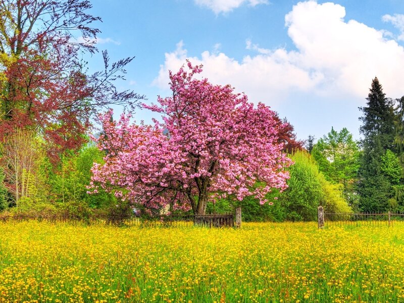 Cherry blossom tree in spring field