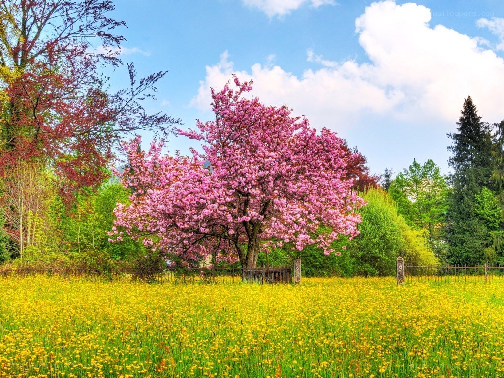 Cherry blossom tree in spring field
