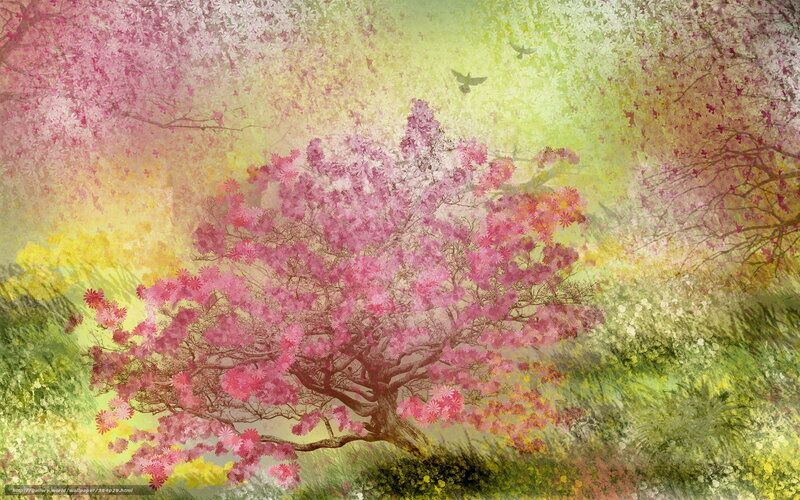 Cherry blossom tree in spring