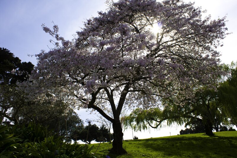 Cherry blossom tree in sunlight
