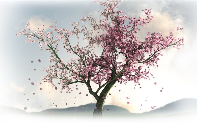 cherry blossom tree in wind
