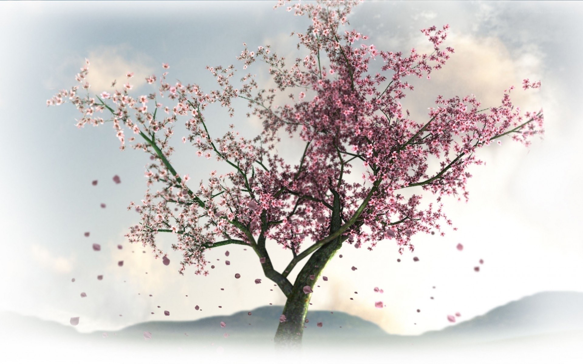 cherry blossom tree in wind