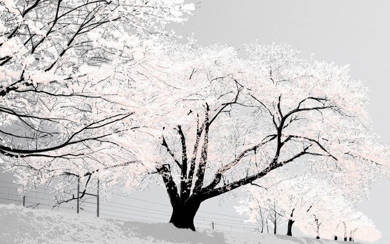 Cherry blossom tree in winter