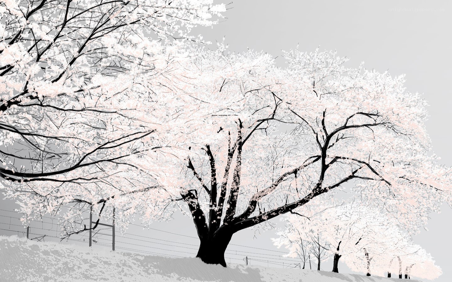 Cherry blossom tree in winter