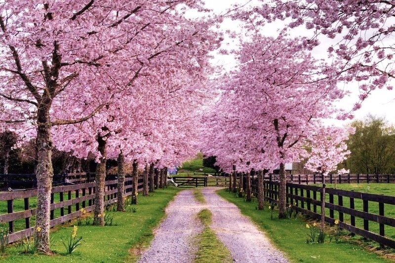 Cherry blossom tree-lined path