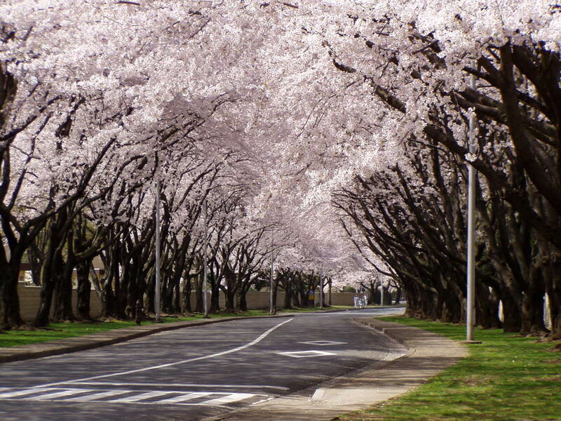 cherry blossom tree-lined street