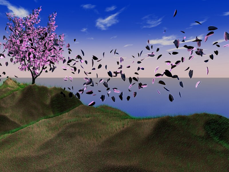 Cherry blossom tree on a hill