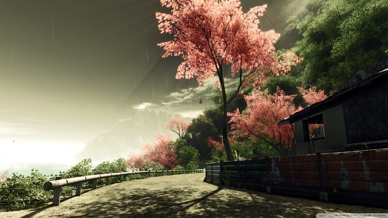 Cherry Blossom Tree on Road