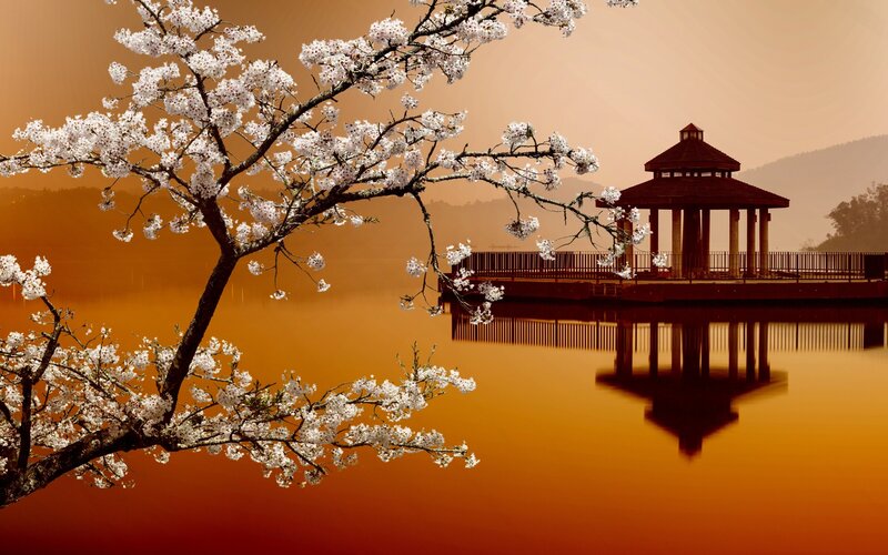 Cherry Blossom Tree — Orange, Serene