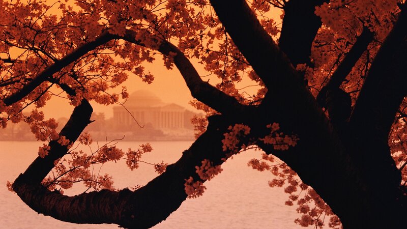 Cherry Blossom Tree — Orange