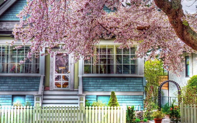 Cherry Blossom Tree over House — Pink, Serene