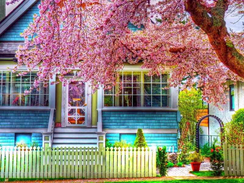 Cherry Blossom Tree over House — Pink