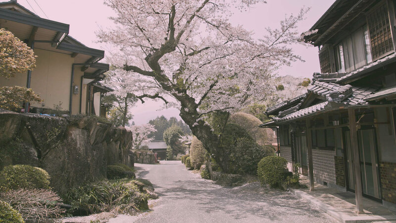 Cherry Blossom Tree over Path