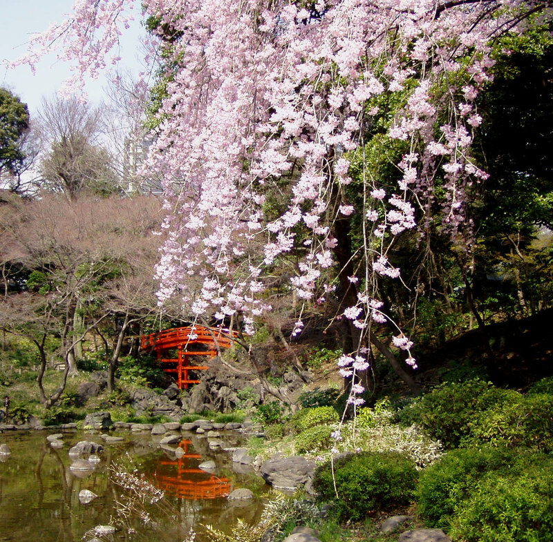 Cherry Blossom Tree over Pond