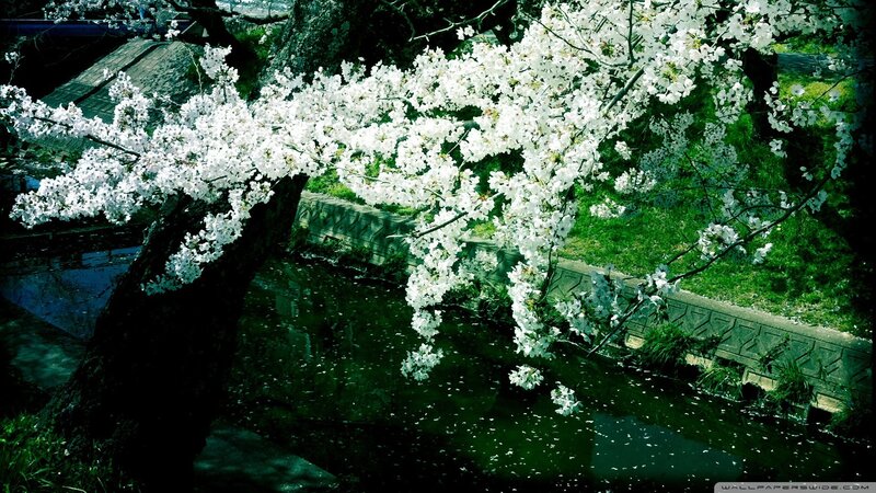 Cherry Blossom Tree over Water
