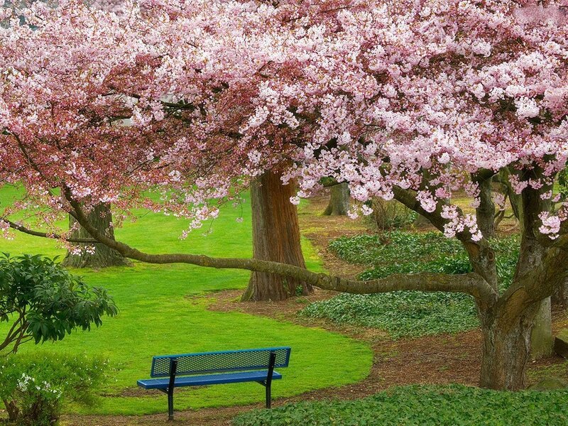 Cherry Blossom Tree — Pink, Bench