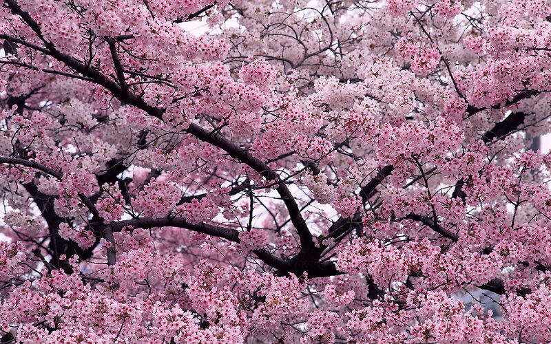 Cherry Blossom Tree — Pink, Black