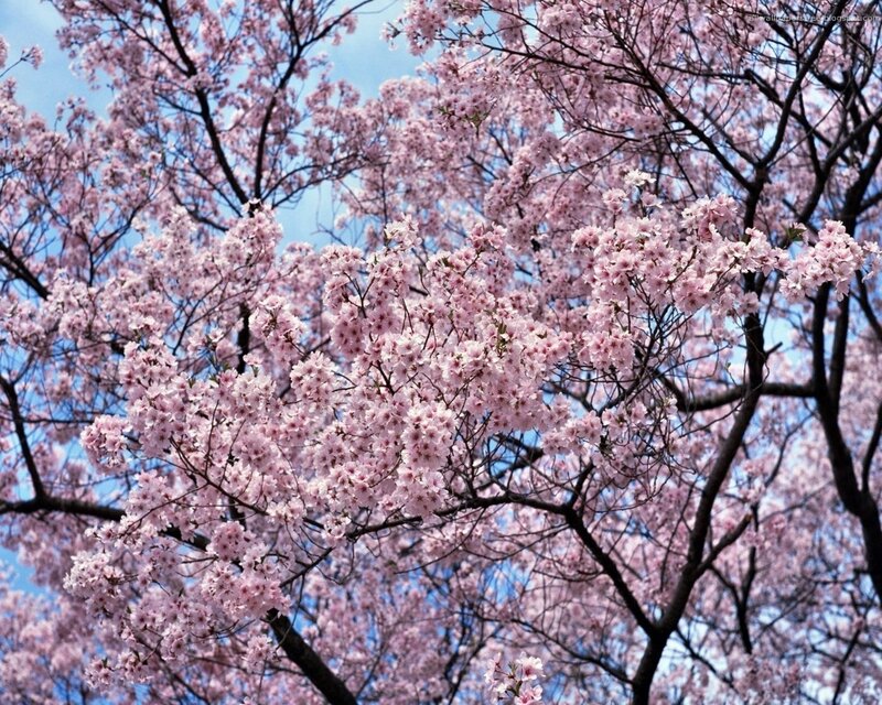 Cherry Blossom Tree — Pink, Blue