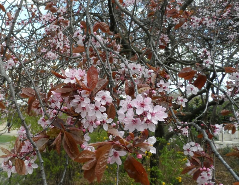 Cherry Blossom Tree — Pink, Calm, Spring