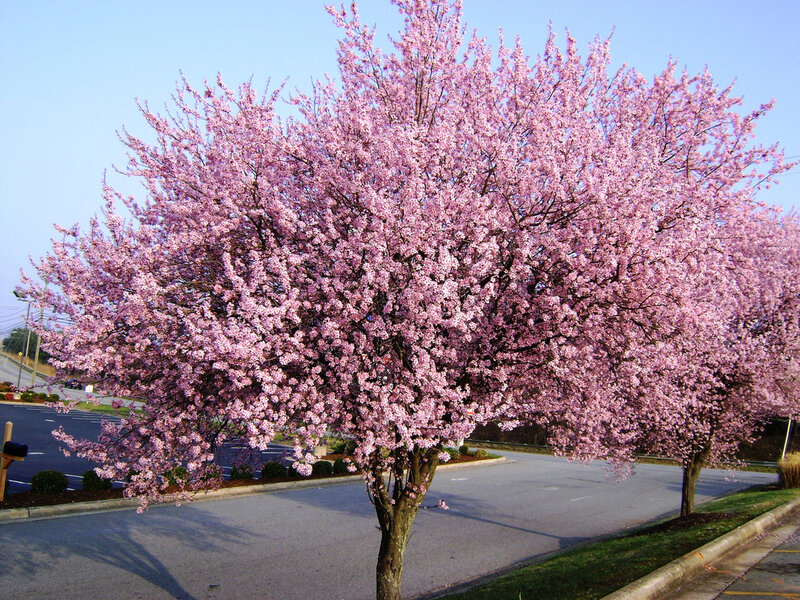 Cherry Blossom Tree — Pink, Calm