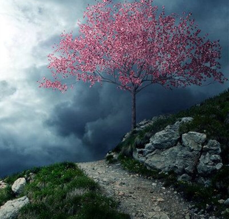 Cherry Blossom Tree — Pink, Dramatic, Spring, Digital Art